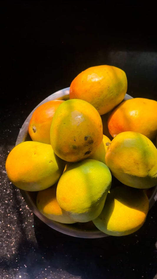 Ratnagiri Alphonso Mango